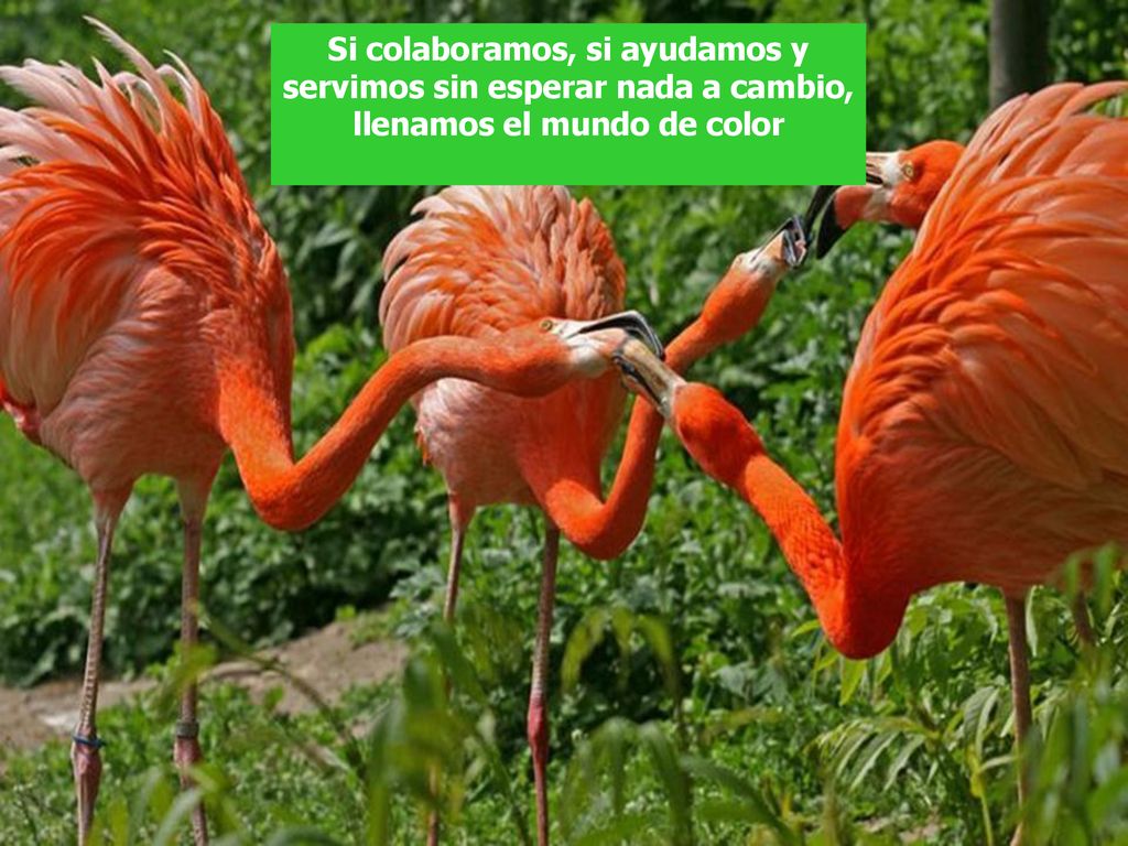 Si colaboramos, si ayudamos y servimos sin esperar nada a cambio,