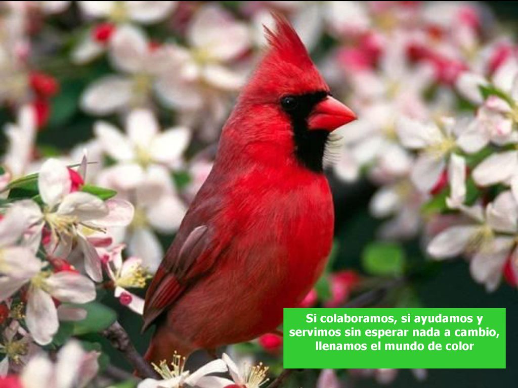 Si colaboramos, si ayudamos y servimos sin esperar nada a cambio,