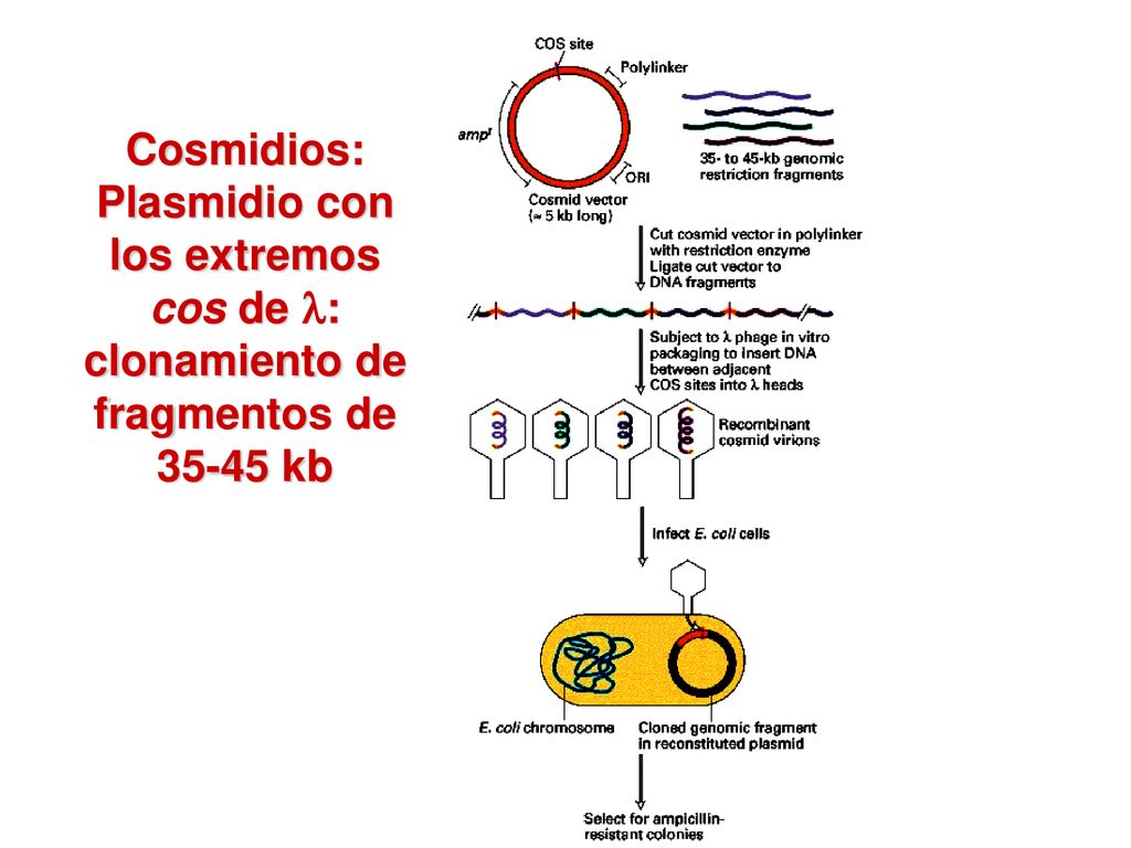 Cosmidios: Plasmidio con los extremos cos de : clonamiento de fragmentos de kb