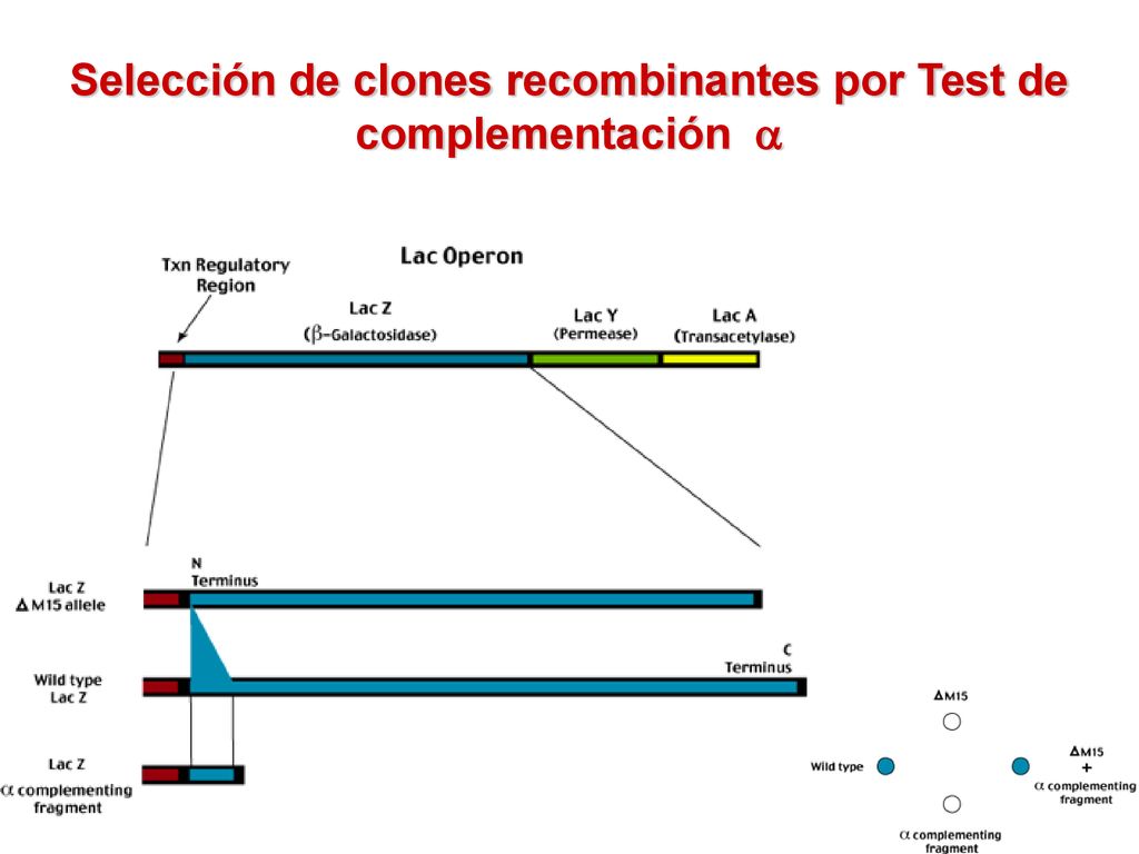 Selección de clones recombinantes por Test de complementación 
