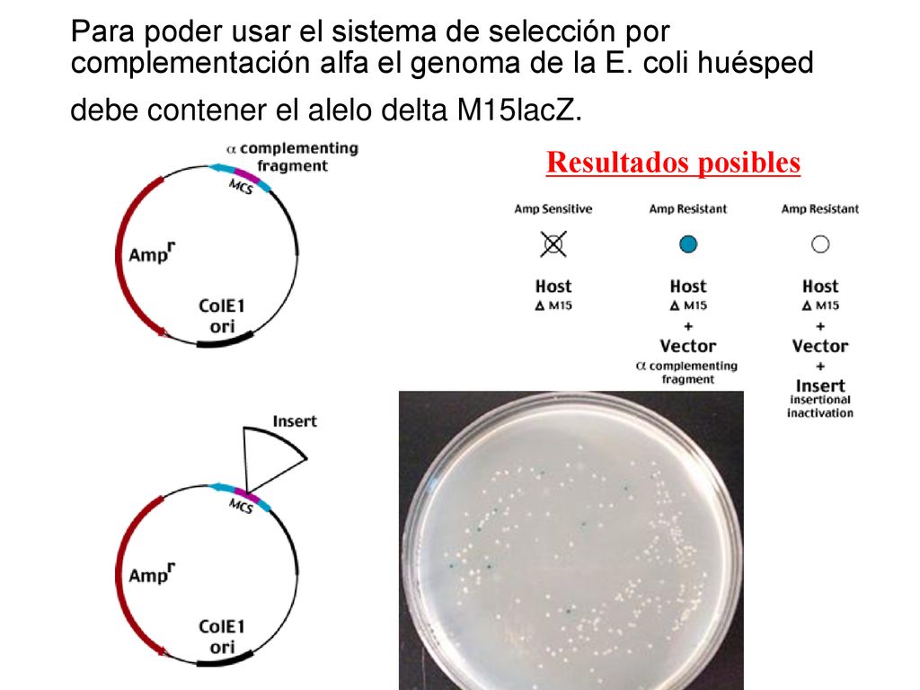 Para poder usar el sistema de selección por complementación alfa el genoma de la E. coli huésped debe contener el alelo delta M15lacZ.