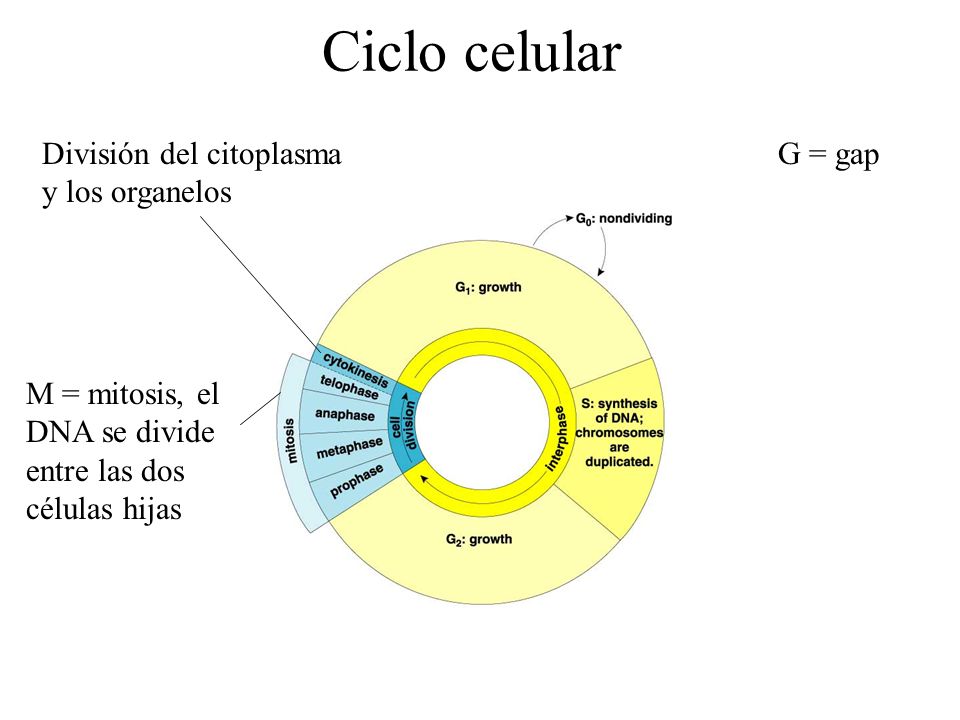 Ciclo celular División del citoplasma y los organelos G = gap
