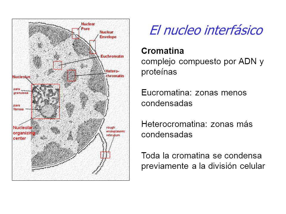 El nucleo interfásico Cromatina complejo compuesto por ADN y proteínas