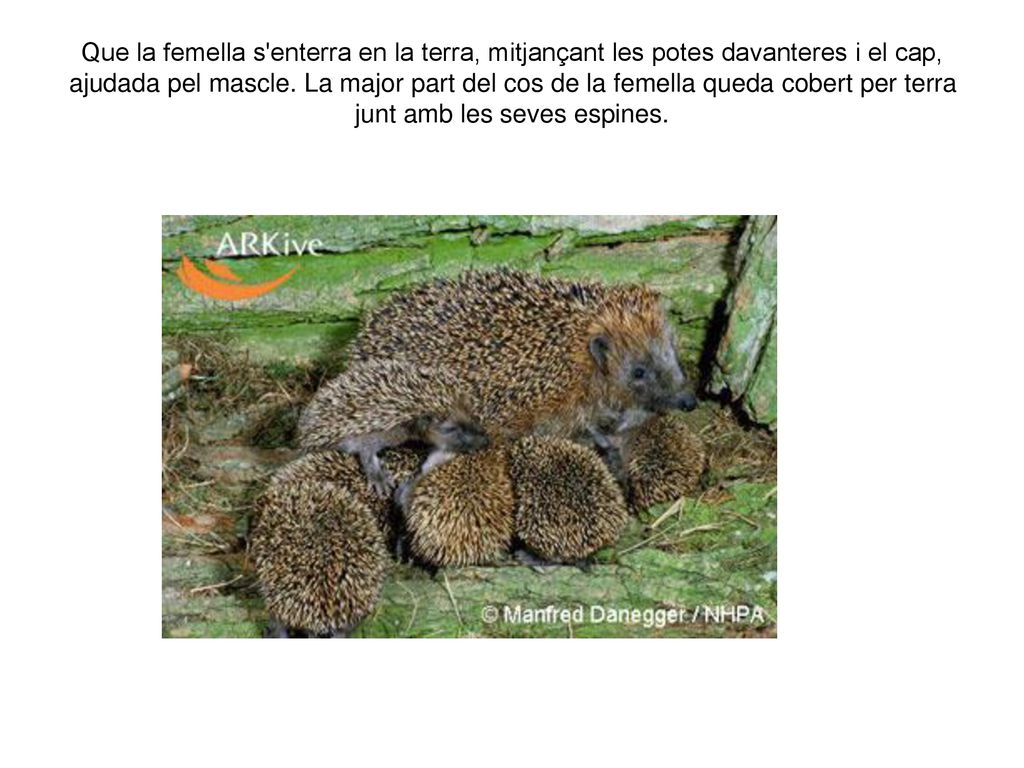Que la femella s enterra en la terra, mitjançant les potes davanteres i el cap, ajudada pel mascle.