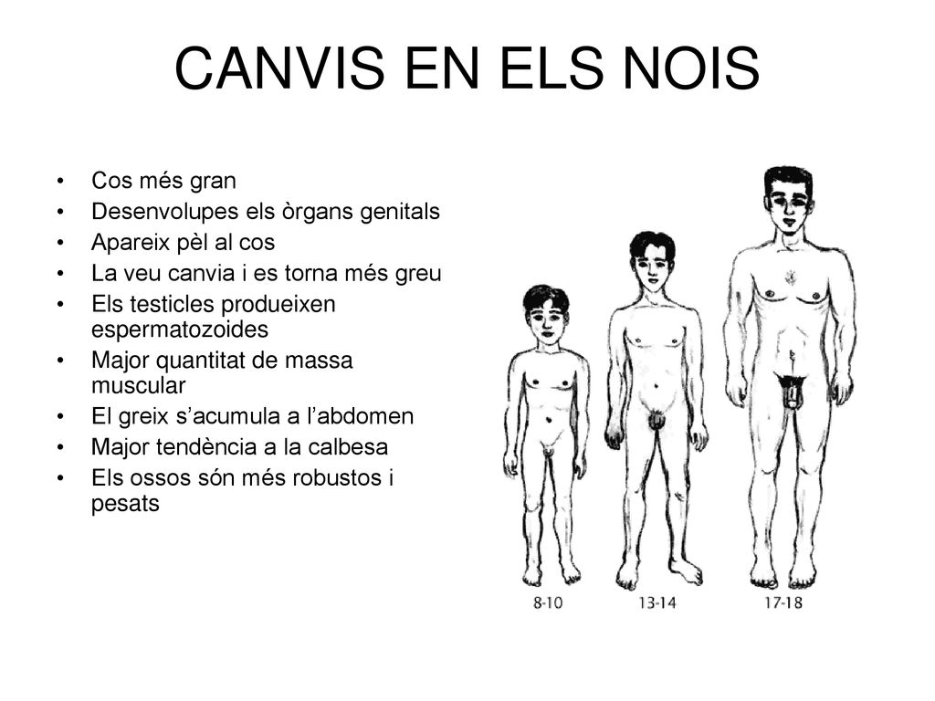 CANVIS EN ELS NOIS Cos més gran Desenvolupes els òrgans genitals