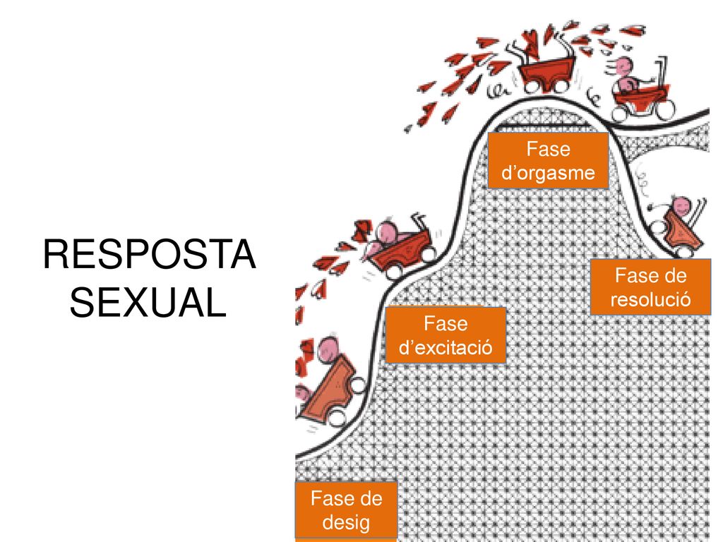 RESPOSTA SEXUAL Fase d’orgasme Fase de resolució Fase d’excitació