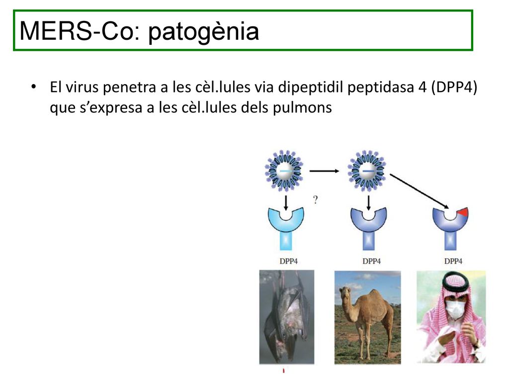 MERS-Co: patogènia El virus penetra a les cèl.lules via dipeptidil peptidasa 4 (DPP4) que s’expresa a les cèl.lules dels pulmons.