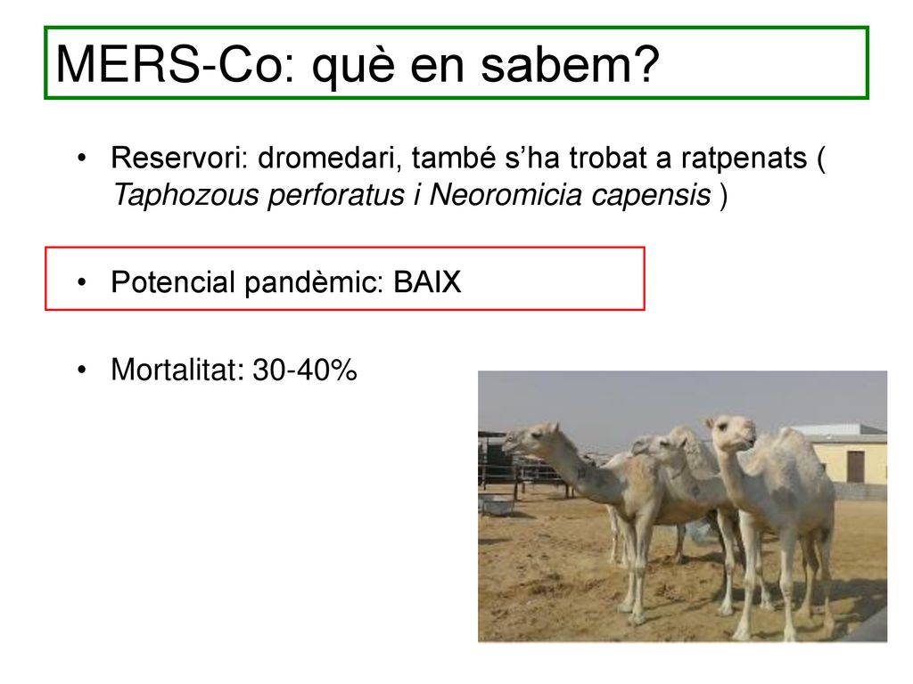 MERS-Co: què en sabem Reservori: dromedari, també s’ha trobat a ratpenats ( Taphozous perforatus i Neoromicia capensis )