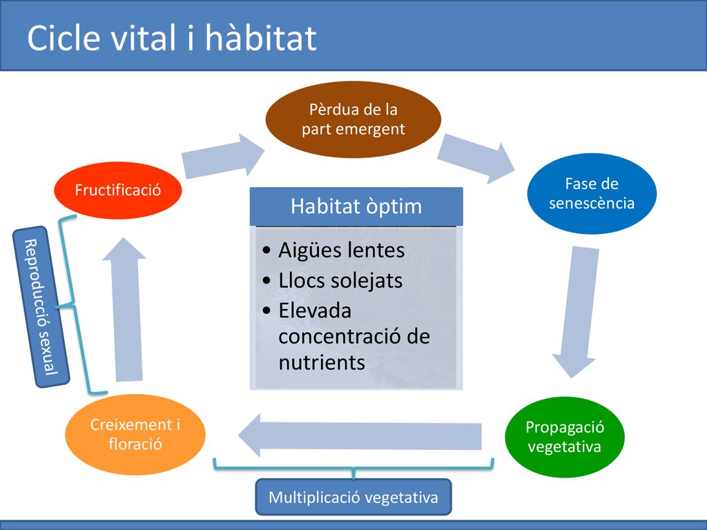 Cicle vital i hàbitat Habitat òptim Aigües lentes Llocs solejats