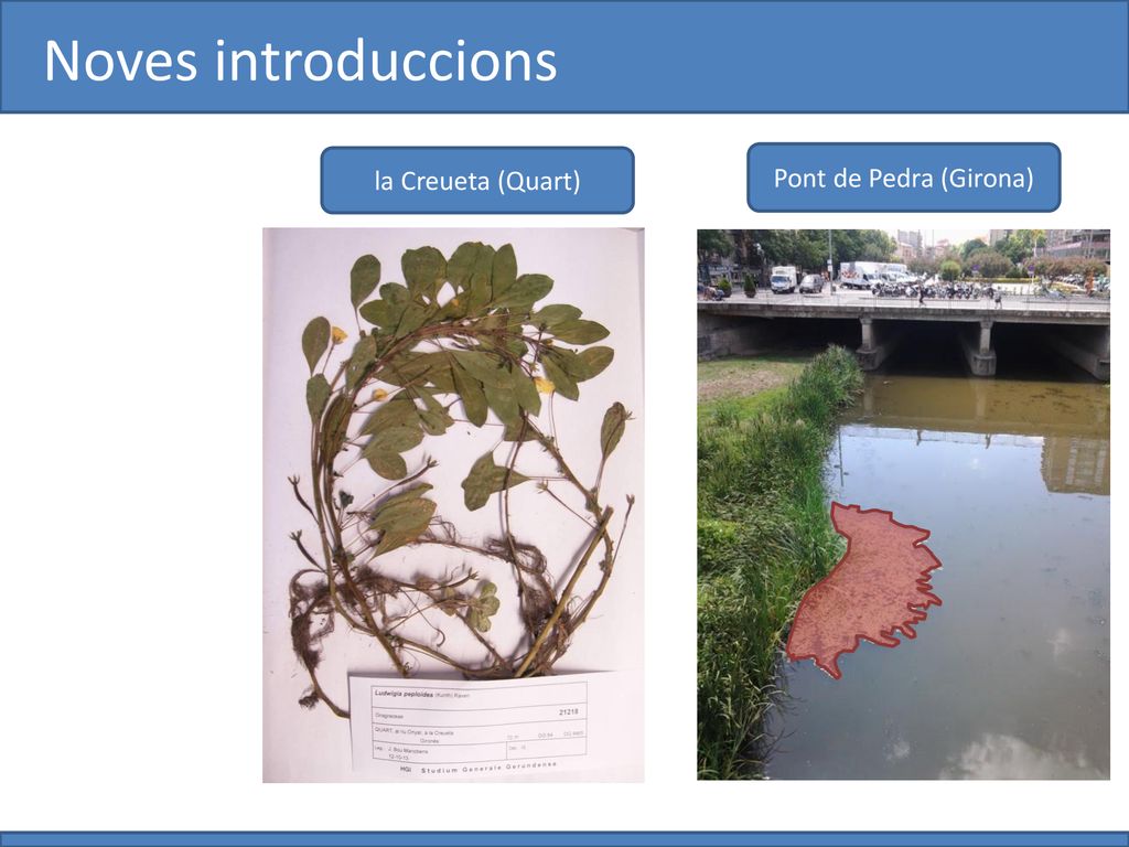 Noves introduccions la Creueta (Quart) Pont de Pedra (Girona) (J. Bou)
