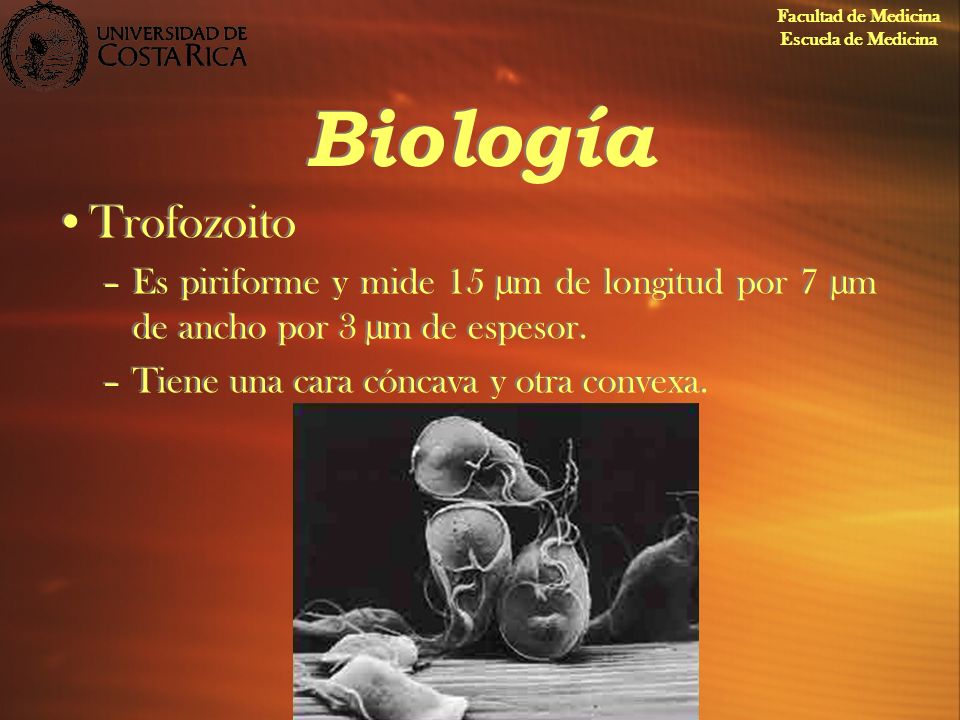 Facultad de Medicina Escuela de Medicina. Biología. Trofozoito. Es piriforme y mide 15 µm de longitud por 7 µm de ancho por 3 µm de espesor.