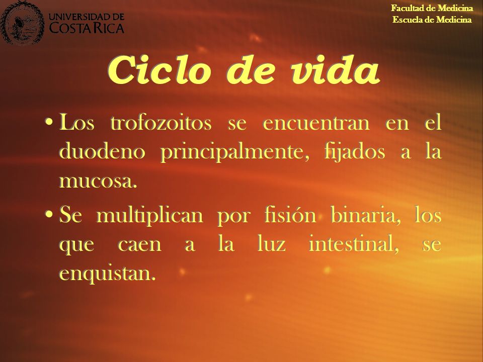 Facultad de Medicina Escuela de Medicina. Ciclo de vida. Los trofozoitos se encuentran en el duodeno principalmente, fijados a la mucosa.