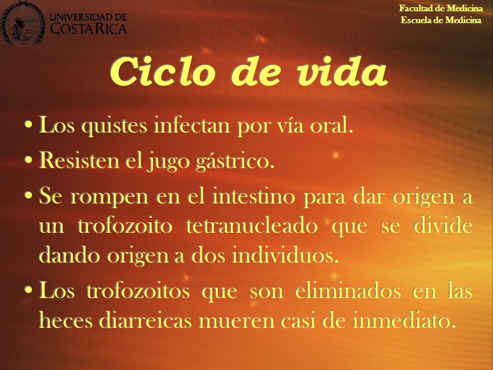 Ciclo de vida Los quistes infectan por vía oral.