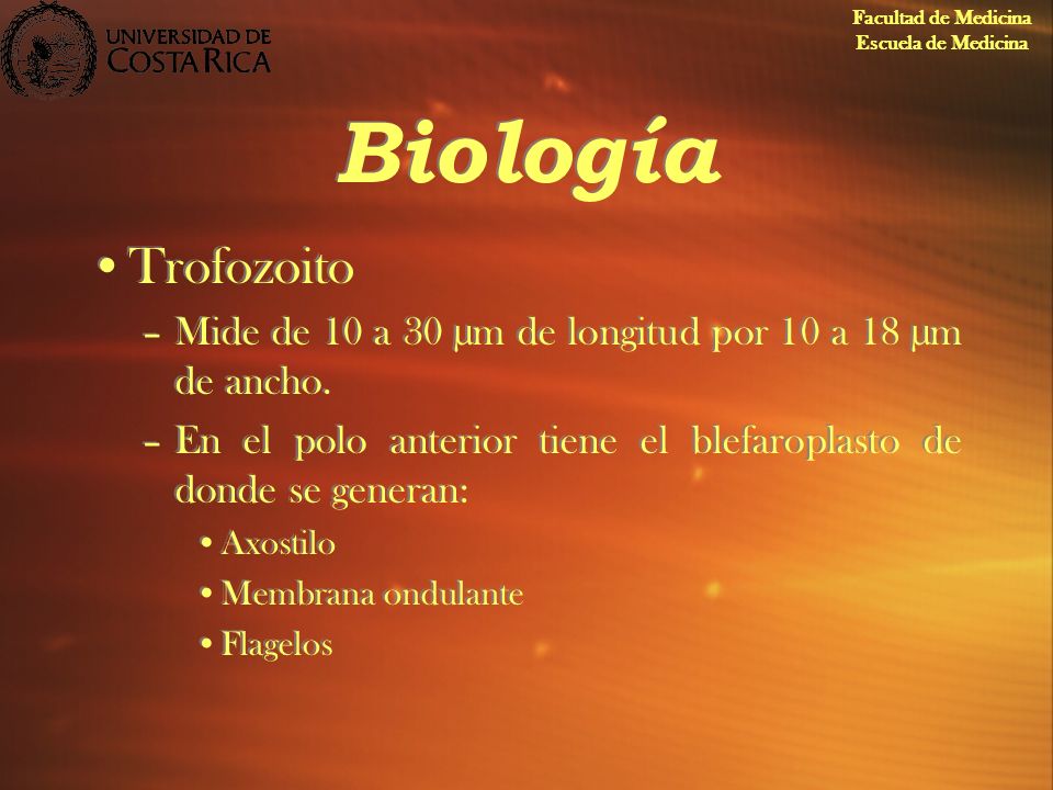 Facultad de Medicina Escuela de Medicina. Biología. Trofozoito. Mide de 10 a 30 µm de longitud por 10 a 18 µm de ancho.