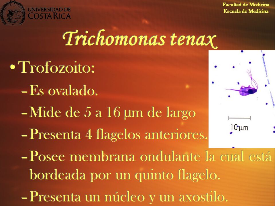 Trichomonas tenax Trofozoito: Es ovalado. Mide de 5 a 16 µm de largo