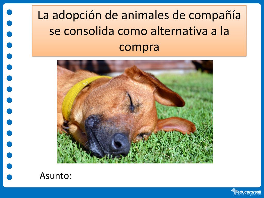 La adopción de animales de compañía se consolida como alternativa a la compra