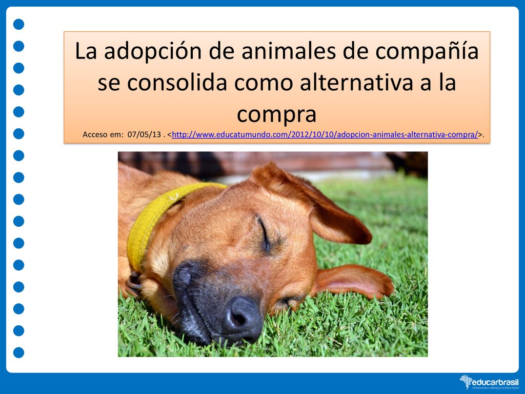 La adopción de animales de compañía se consolida como alternativa a la compra