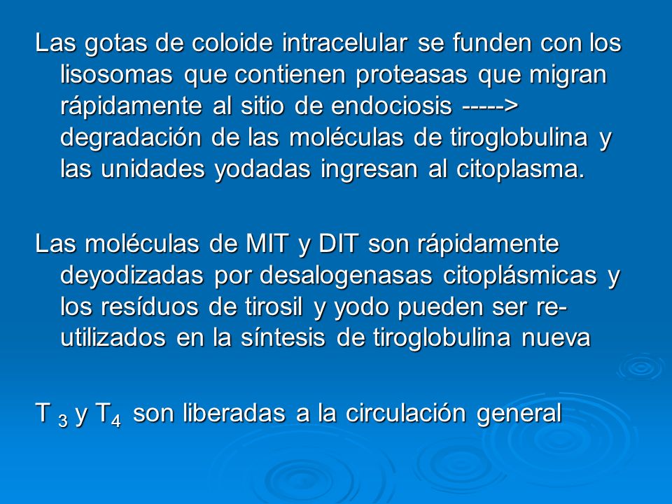 Las gotas de coloide intracelular se funden con los lisosomas que contienen proteasas que migran rápidamente al sitio de endociosis -----> degradación de las moléculas de tiroglobulina y las unidades yodadas ingresan al citoplasma.