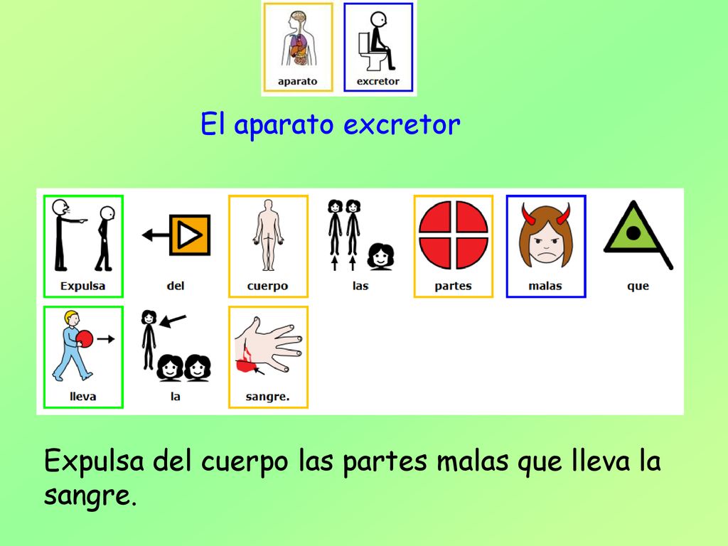 El aparato excretor Expulsa del cuerpo las partes malas que lleva la sangre.