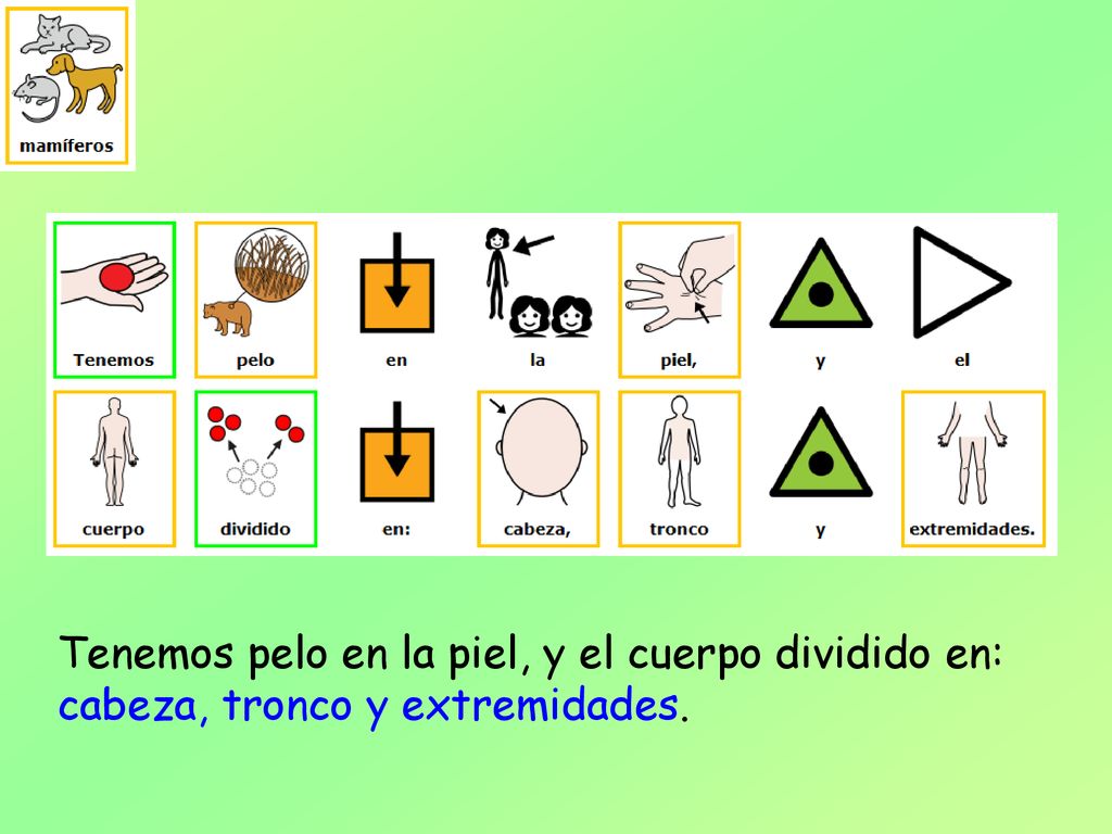Tenemos pelo en la piel, y el cuerpo dividido en: cabeza, tronco y extremidades.