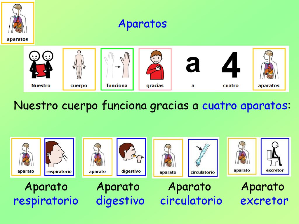 Aparatos Nuestro cuerpo funciona gracias a cuatro aparatos: Aparato respiratorio. Aparato digestivo.
