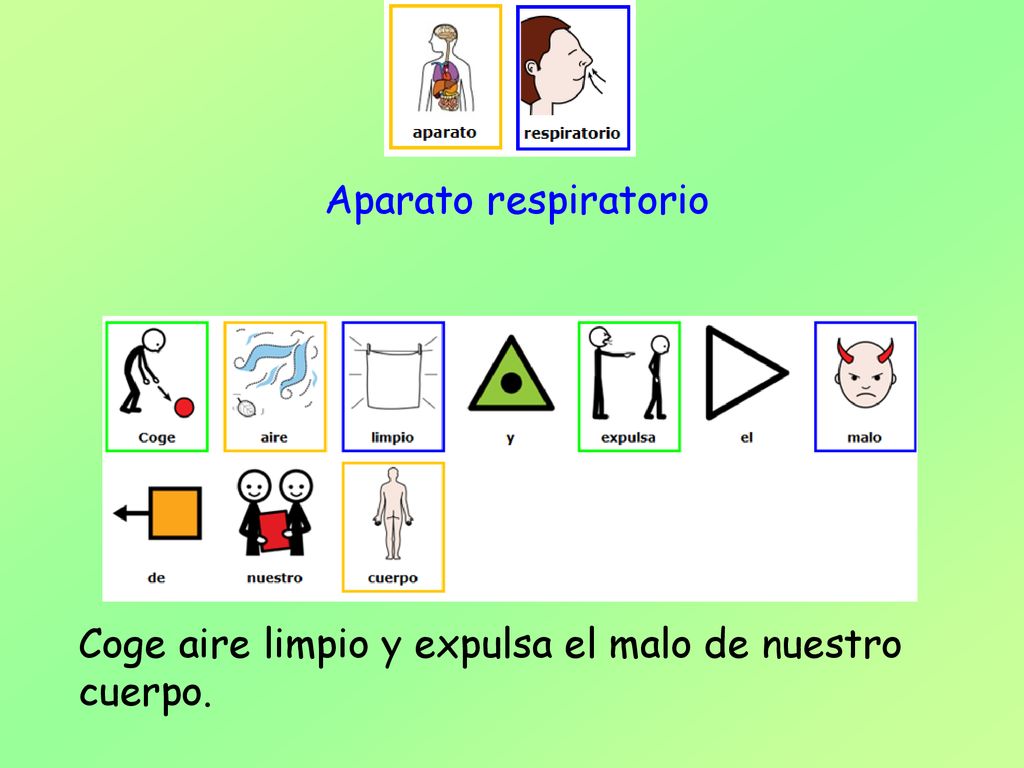 Aparato respiratorio Coge aire limpio y expulsa el malo de nuestro cuerpo.