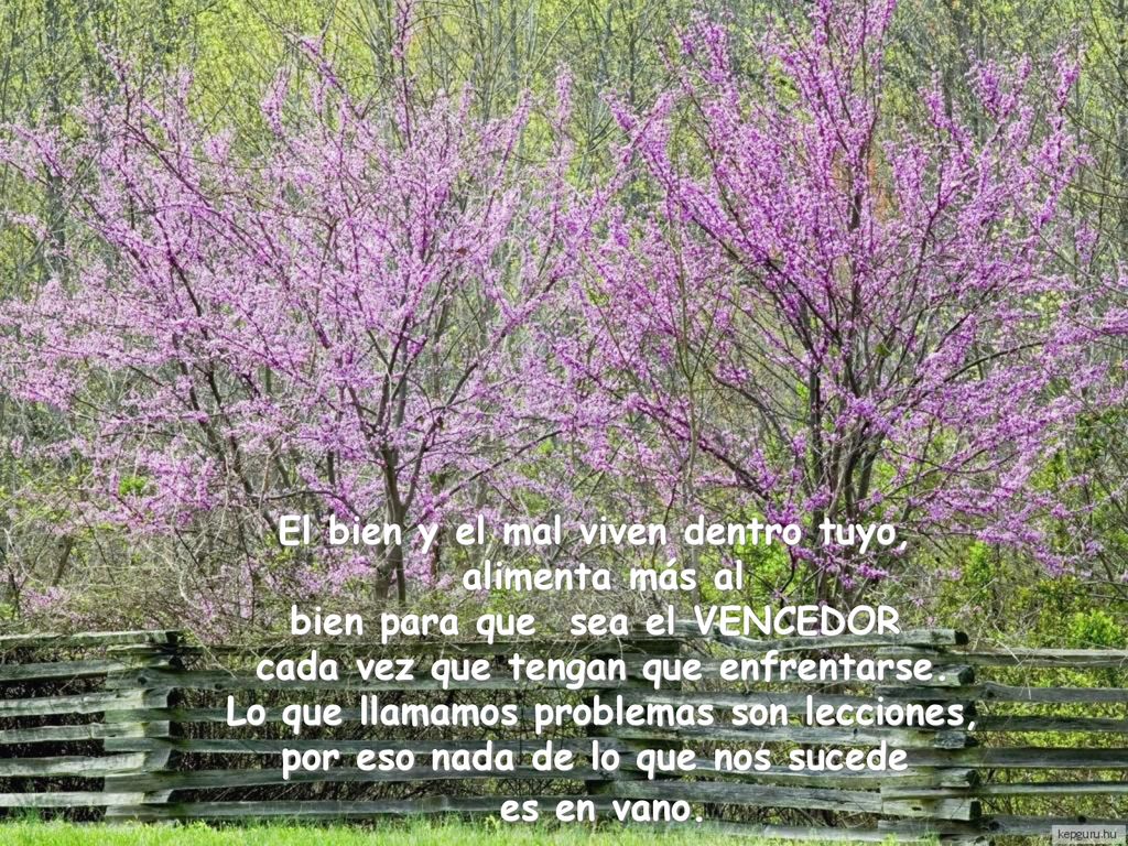El bien y el mal viven dentro tuyo, alimenta más al