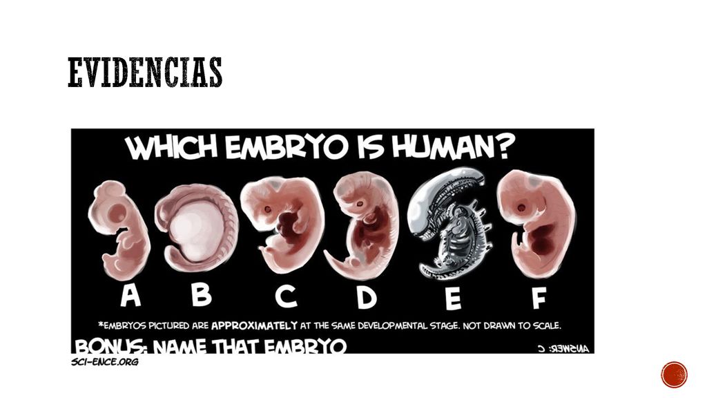 Evidencias …de estructuras homologas, especialmente durante los primeras fases de desarrollo: