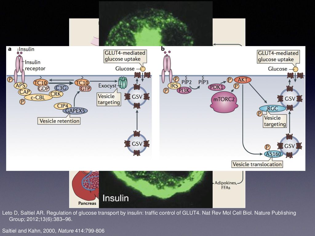 Leto D, Saltiel AR. Regulation of glucose transport by insulin: traffic control of GLUT4. Nat Rev Mol Cell Biol. Nature Publishing Group; 2012;13(6):383–96.