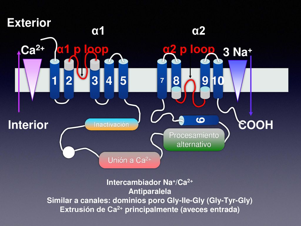 Exterior α1 α2 Ca2+ α1 p loop α2 p loop 3 Na