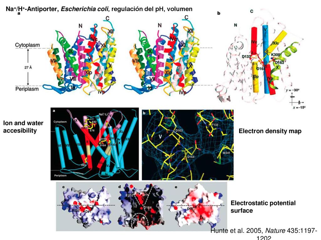 Na+/H+-Antiporter, Escherichia coli, regulación del pH, volumen