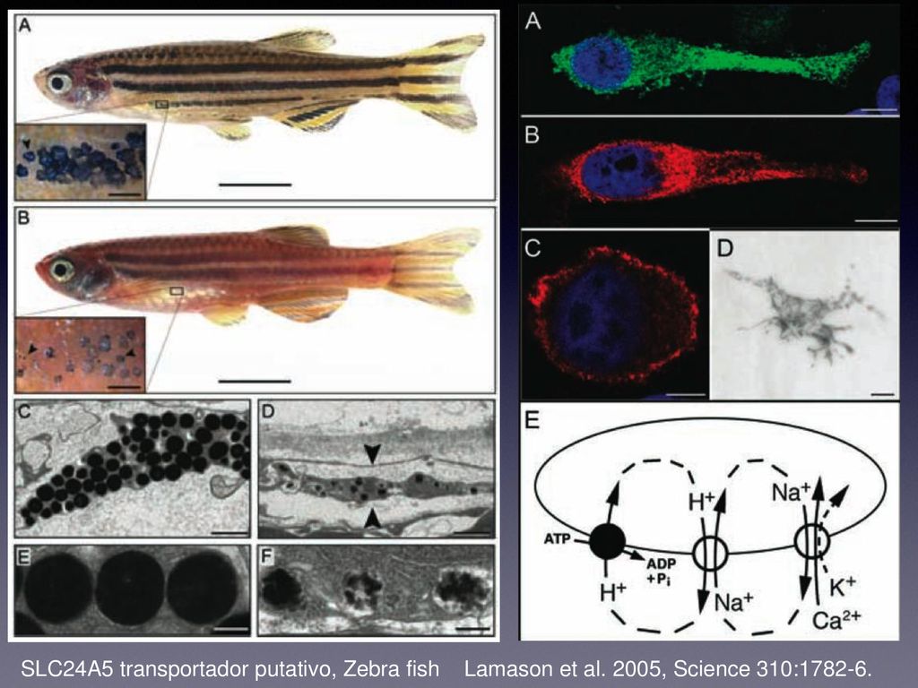 SLC24A5 transportador putativo, Zebra fish Lamason et al