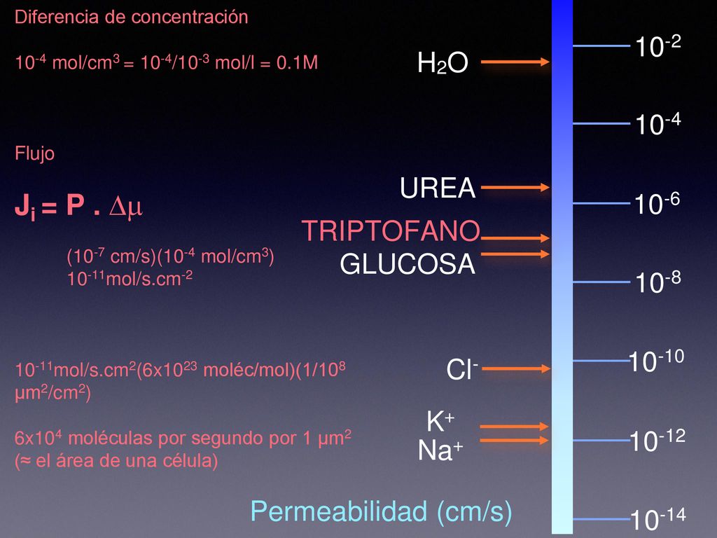Ji = P . Dm 10-2 H2O 10-4 UREA 10-6 TRIPTOFANO GLUCOSA Cl-