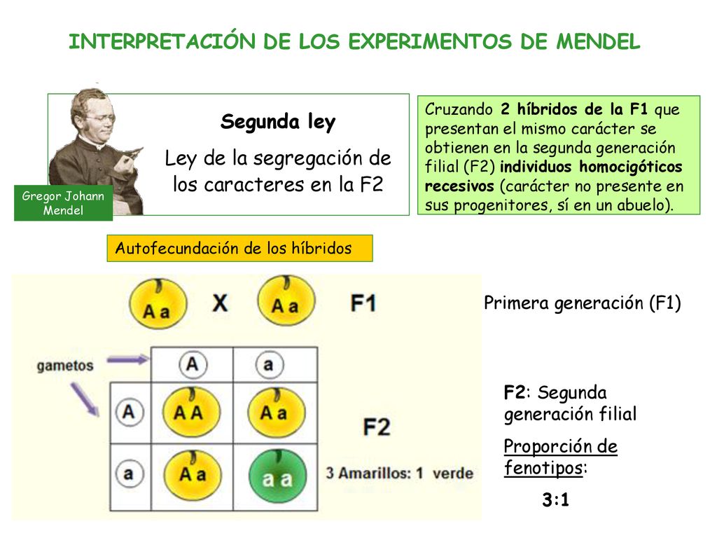 Ley de la segregación de los caracteres en la F2