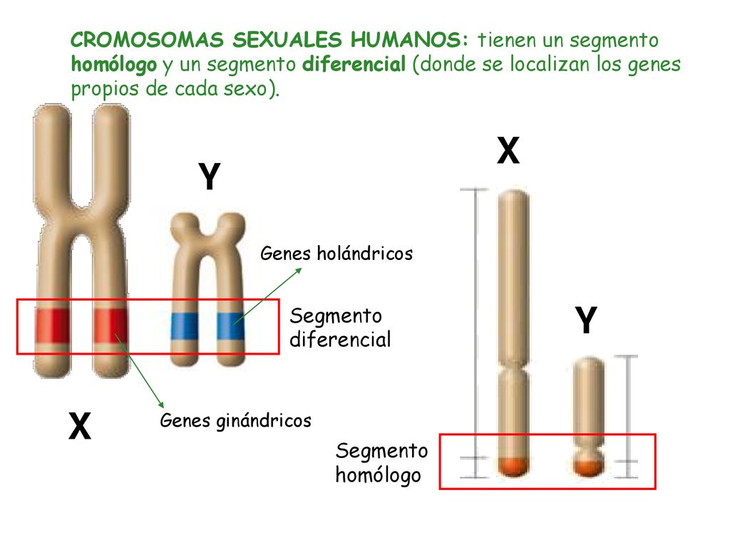 CROMOSOMAS SEXUALES HUMANOS: tienen un segmento homólogo y un segmento diferencial (donde se localizan los genes propios de cada sexo).