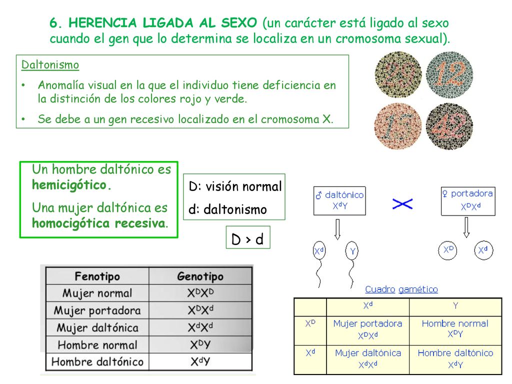 6. HERENCIA LIGADA AL SEXO (un carácter está ligado al sexo cuando el gen que lo determina se localiza en un cromosoma sexual).