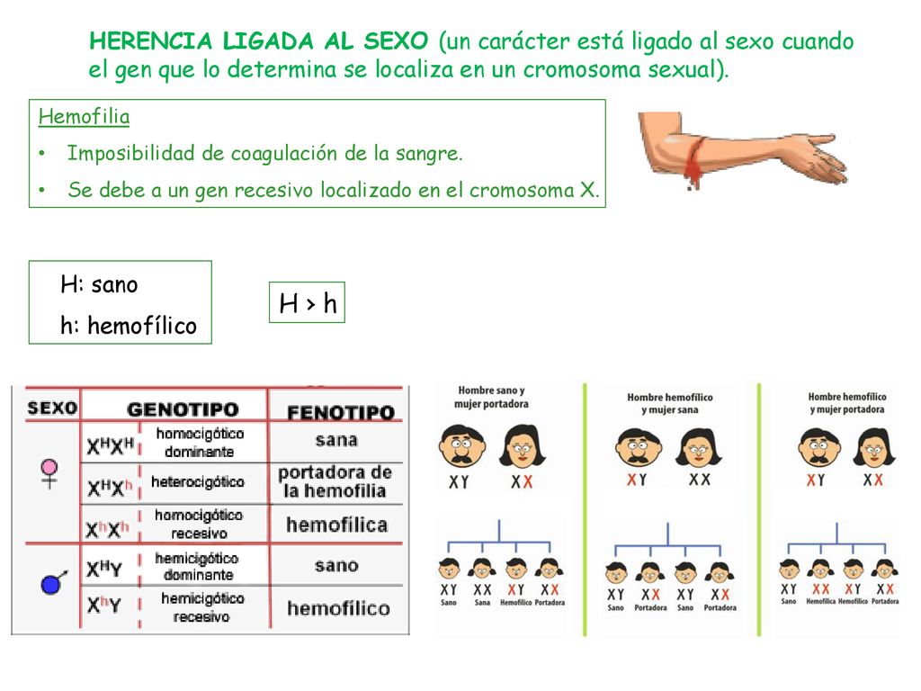 HERENCIA LIGADA AL SEXO (un carácter está ligado al sexo cuando el gen que lo determina se localiza en un cromosoma sexual).
