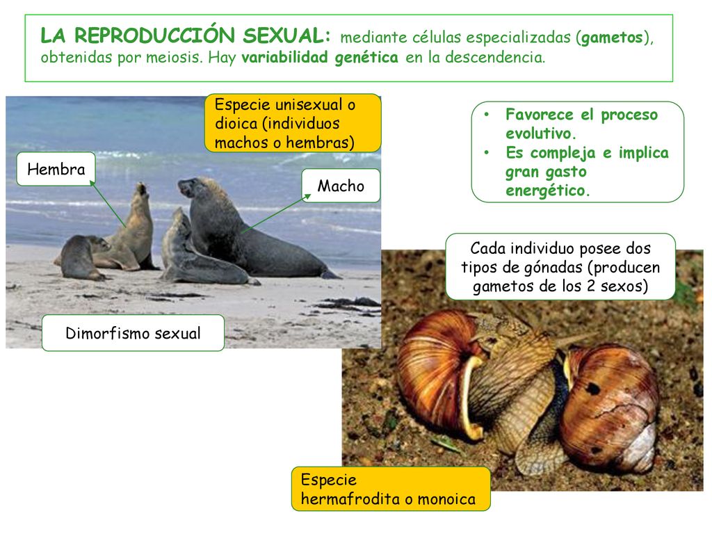 LA REPRODUCCIÓN SEXUAL: mediante células especializadas (gametos), obtenidas por meiosis. Hay variabilidad genética en la descendencia.