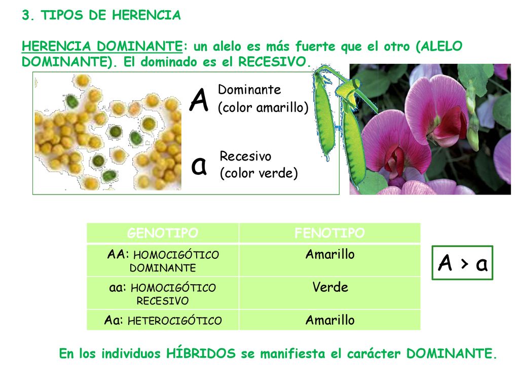 A a A › a 3. TIPOS DE HERENCIA