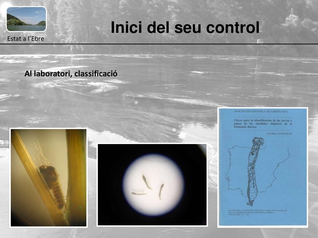 Inici del seu control Estat a l’Ebre Al laboratori, classificació