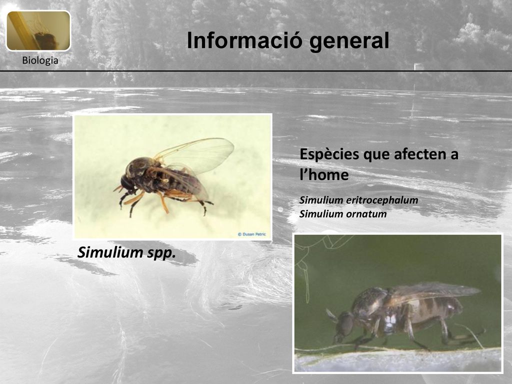 Informació general Espècies que afecten a l’home Simulium spp.