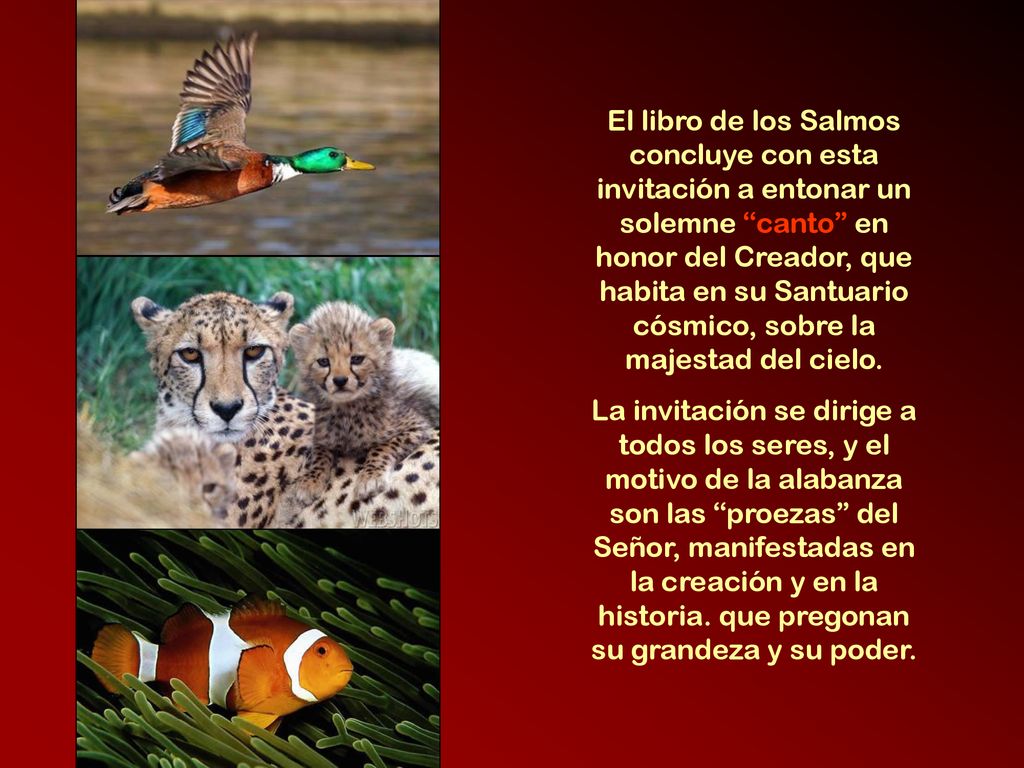 El libro de los Salmos concluye con esta invitación a entonar un solemne canto en honor del Creador, que habita en su Santuario cósmico, sobre la majestad del cielo.