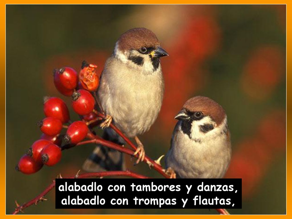 alabadlo con tambores y danzas, alabadlo con trompas y flautas,