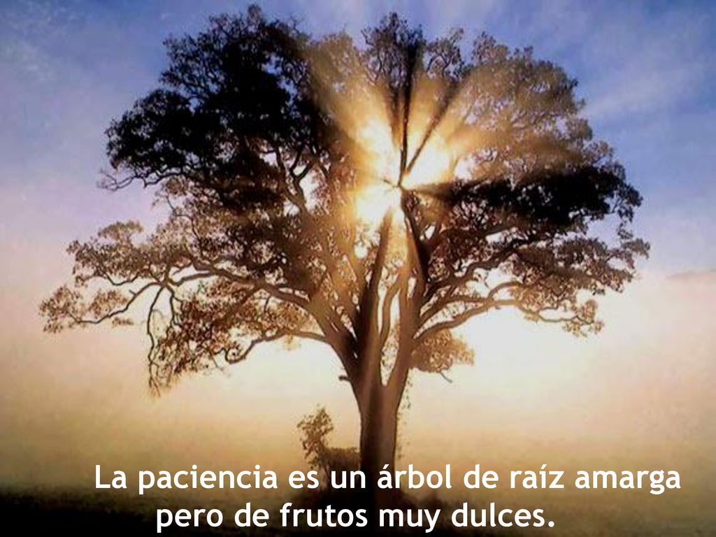 La paciencia es un árbol de raíz amarga pero de frutos muy dulces.