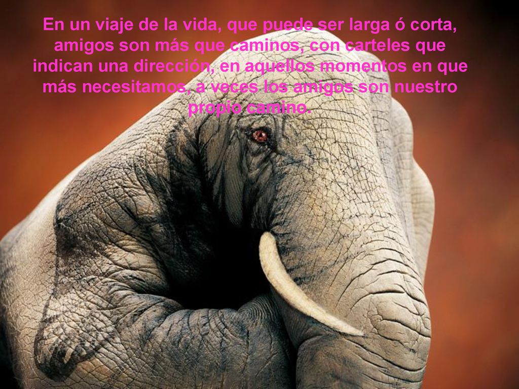 En un viaje de la vida, que puede ser larga ó corta, amigos son más que caminos, con carteles que indican una dirección, en aquellos momentos en que más necesitamos, a veces los amigos son nuestro propio camino.