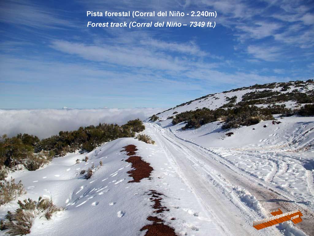 Pista forestal (Corral del Niño m)