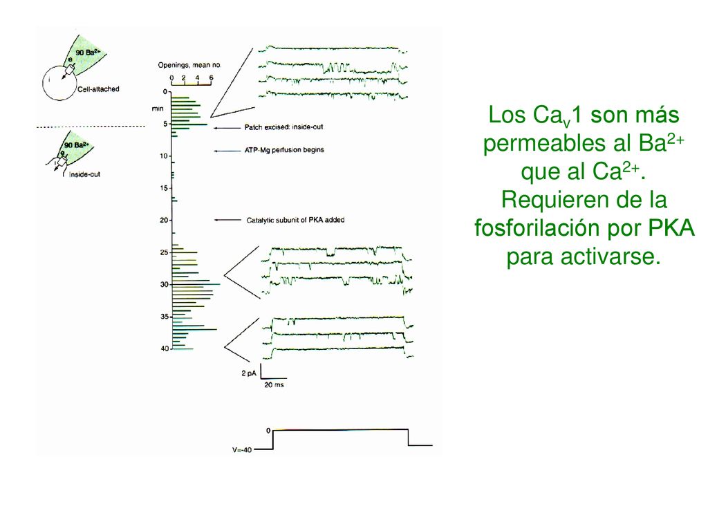 Los Cav1 son más permeables al Ba2+ que al Ca2+