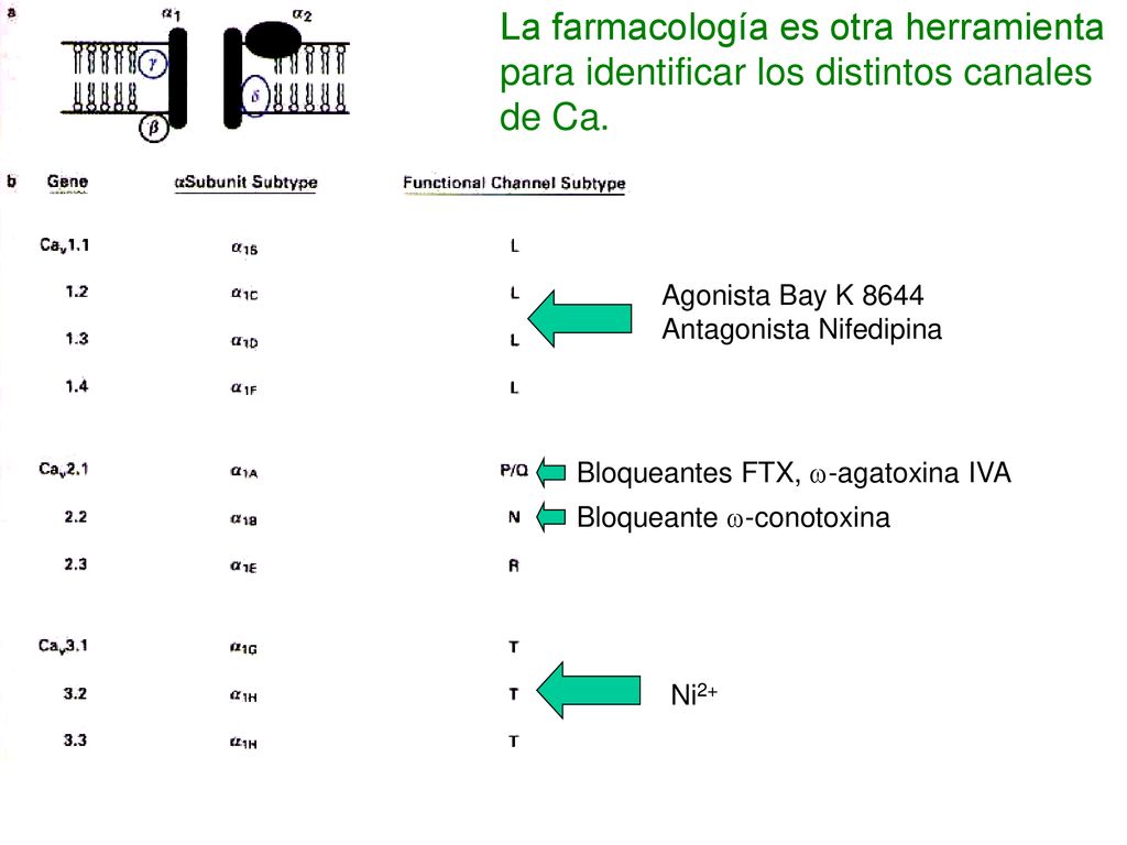 La farmacología es otra herramienta para identificar los distintos canales de Ca.
