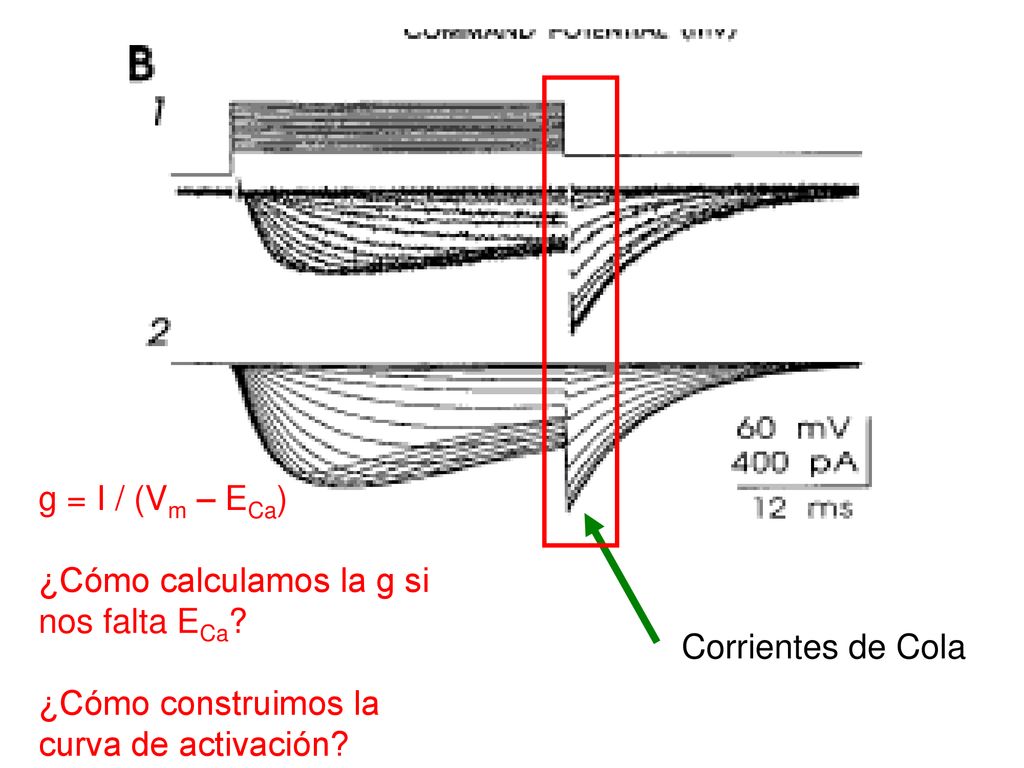 g = I / (Vm – ECa) ¿Cómo calculamos la g si nos falta ECa ¿Cómo construimos la curva de activación