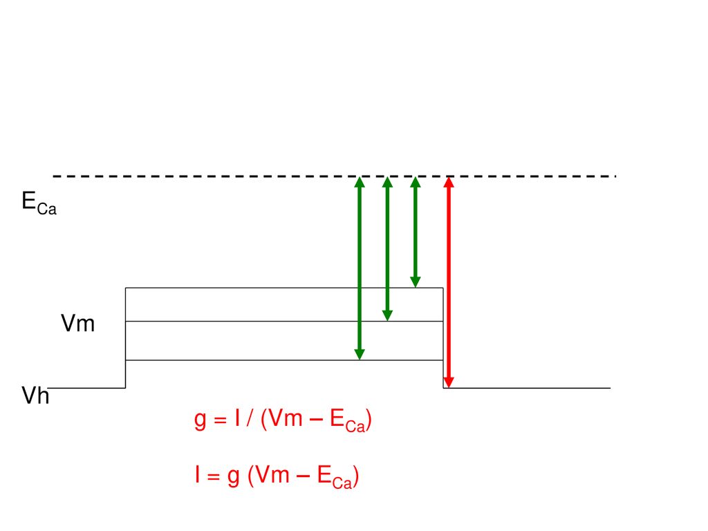ECa Vm Vh g = I / (Vm – ECa) I = g (Vm – ECa)